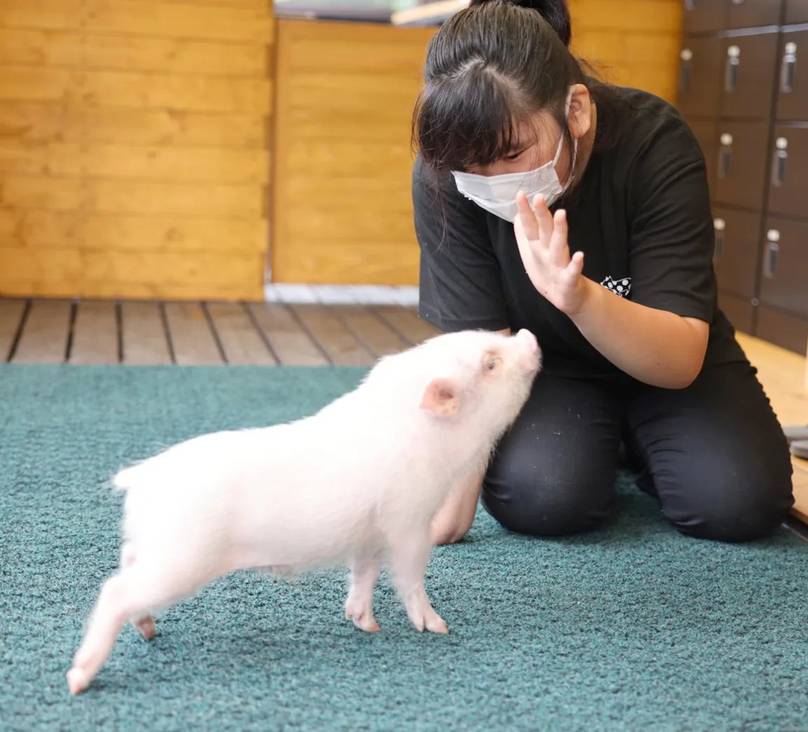 🐐 이타바시 어린이 동물원(이타바시 코도모 도부츠엔) 이미지 6